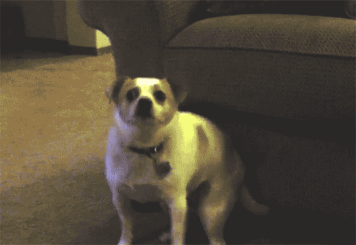 1ca9f87cc60cef740b165f99bc607c99.jpg.gif