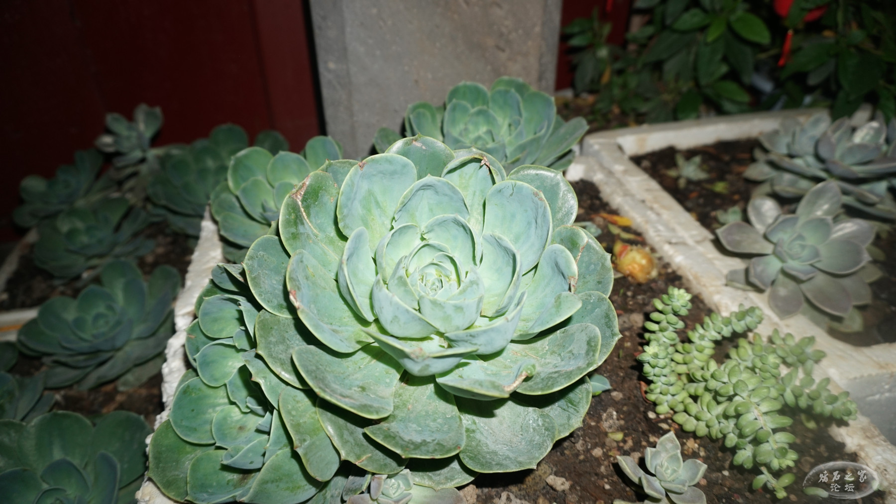DSC00132.JPG