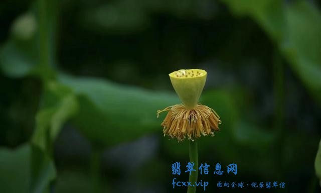 从古至今拥有着清廉的本质，雕刻而成的翡翠，一直备受人们的喜爱-1.jpg