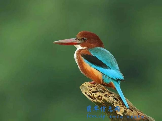 翡翠其名的由来-8.jpg
