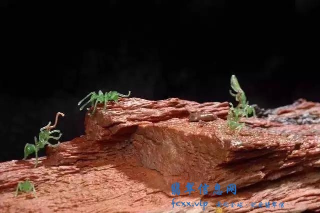 雕刻师把翡翠雕成了蚂蚁，没想到会这么生动-3.jpg