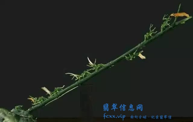 雕刻师把翡翠雕成了蚂蚁，没想到会这么生动-9.jpg
